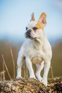 Wesen französische Bulldogge