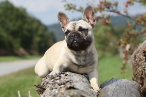 Deckrüde French Bulldog