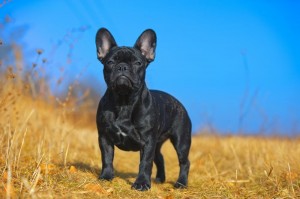 Französische Bulldogge Deckrüden