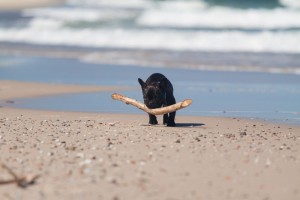 Urlaub Französische Bulldogge