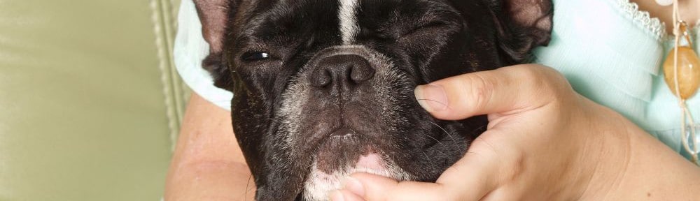 ohren tapen hund