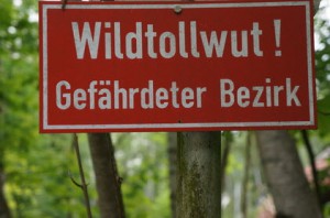 Tollwut Französische Bulldogge ist selten