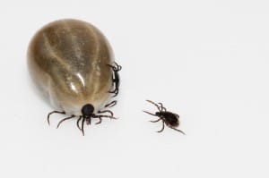 Zecke als Überträger Borreliose