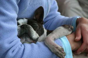 Französische Bulldogge Lebensalter