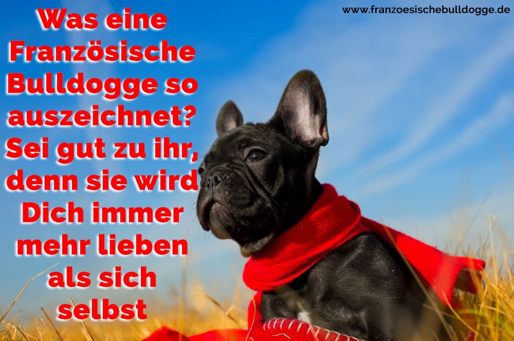 Französische Bulldogge Zitate Und Sprüche