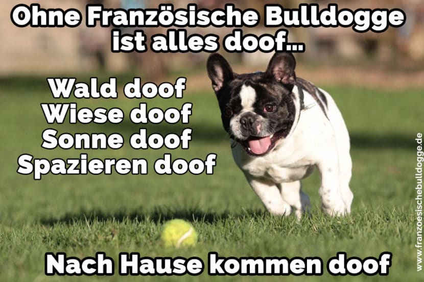 Französische Bulldogge Zitate und Sprüche FranzoesischeBulldogge.de