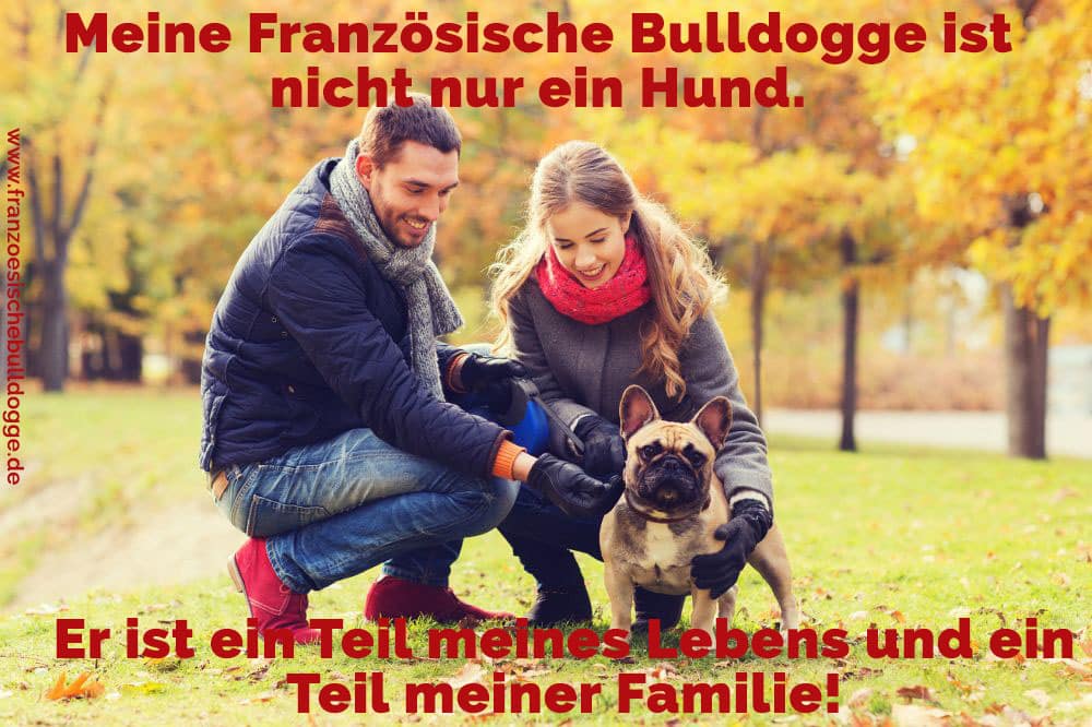 Französische Bulldogge Zitate Und Sprüche