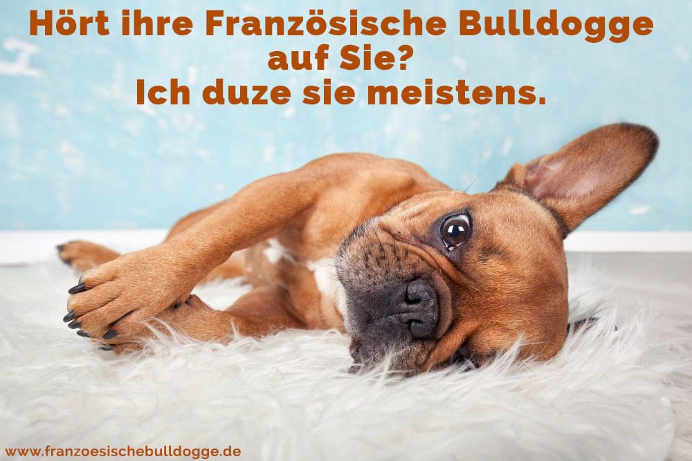 Französische Bulldogge Zitate Und Sprüche