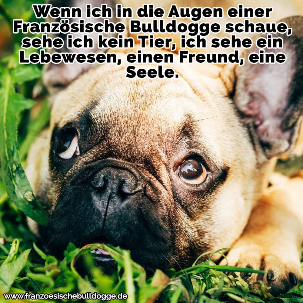 Französische Bulldogge Zitate Und Sprüche