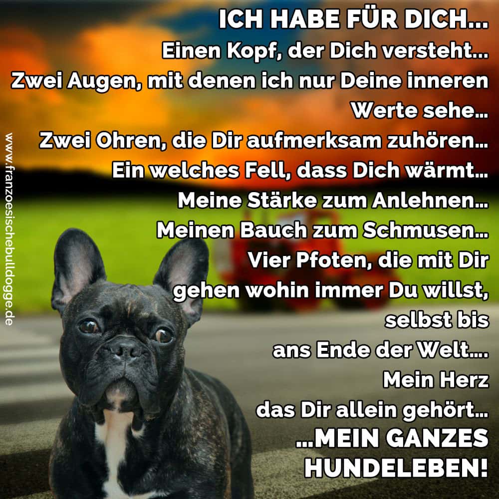 Unter Die Haut Gehen Xf58 Takasytuacja Franzosische Bulldogge Zitate Und Spruche Franzoesischebulldogge De