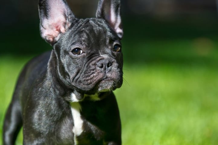 Französische Bulldogge 🐶 Charakter, Haltung & Pflege