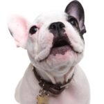 Bellen Französische Bulldoggen viel?
