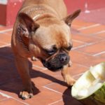 Dürfen Französische Bulldogge Obst essen?