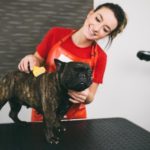 Französische Bulldogge haart - Tipps!