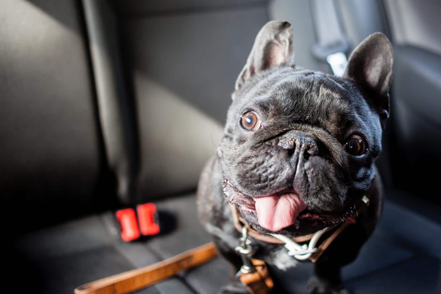 Französische Bulldogge kaufen: Das müssen Sie beachten