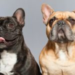 Französische Bulldogge Männchen der Weibchen