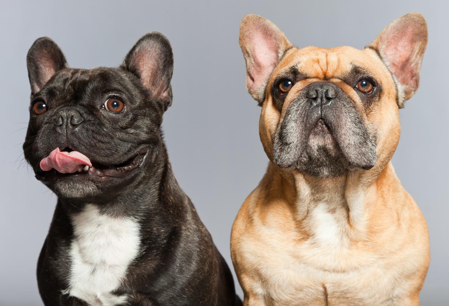 Französische Bulldogge 🐶 Charakter, Haltung & Pflege