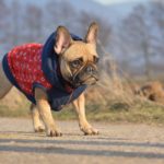 Hat eine Französische Bulldogge Unterwolle?