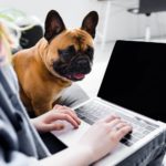 Ist die Französische Bulldogge für Berufstätige geeignet?
