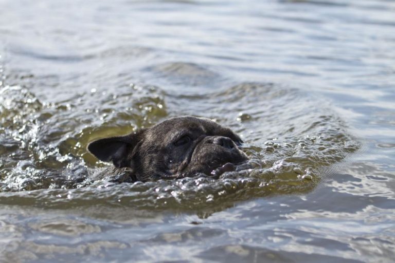 Kann die Französische Bulldogge schwimmen?