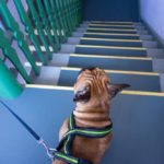 Können Französische Bulldoggen Treppen laufen?