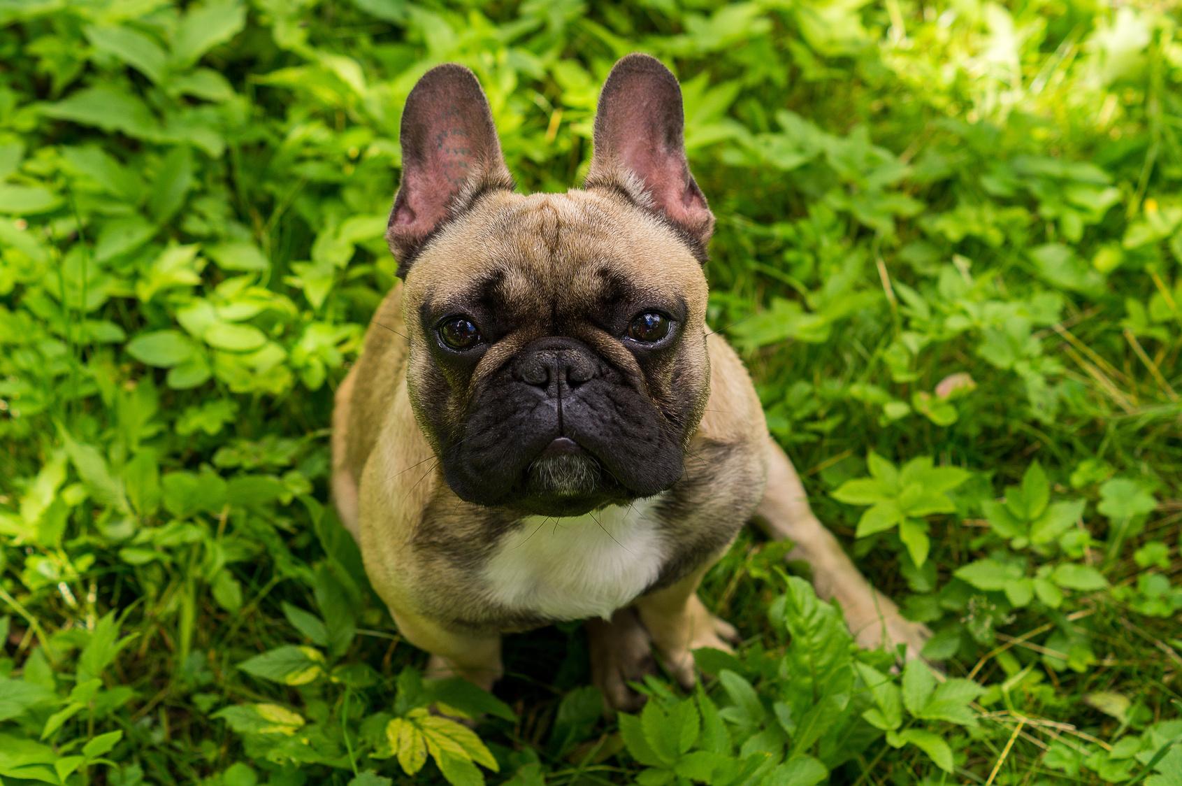 Sind Französische Bulldoggen intelligent? 