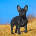 Wann ist eine Französische Bulldogge ausgewachsen?