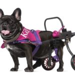 Was sind typische Französische Bulldogge Erbkrankheiten?