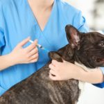 Welche Impfungen für die Französische Bulldogge?