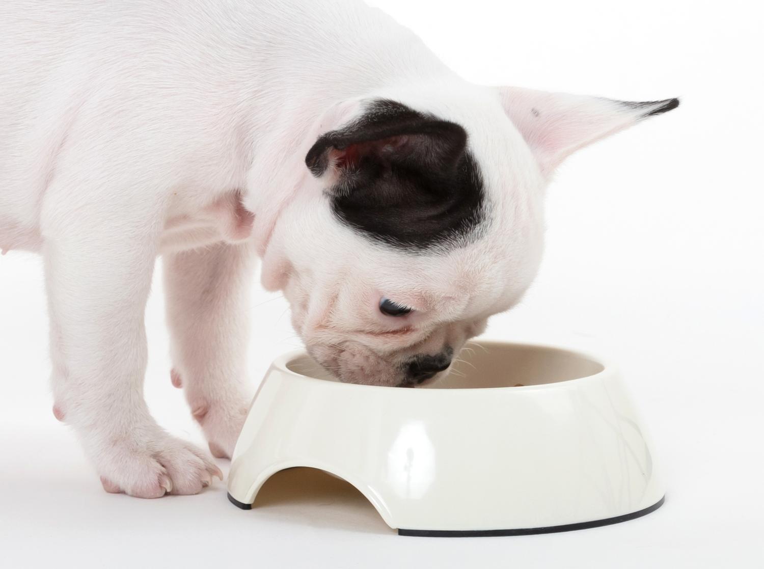 Welches ist das richtige Futter für die Französische Bulldogge?