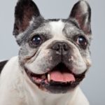 Wie alt kann eine Französische Bulldogge werden?
