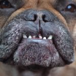 Wie gefährlich ist eine Französische Bulldogge?