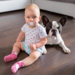 Wie kann ich die Französische Bulldogge an unser Baby gewöhnen?