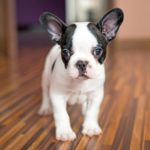 Wie lange dauert es bis eine französische Bulldogge stubenrein ist?