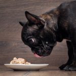 Wie oft soll ich meine Französische Bulldogge füttern?