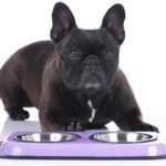 Wie oft soll ich die Französische Bulldogge füttern?