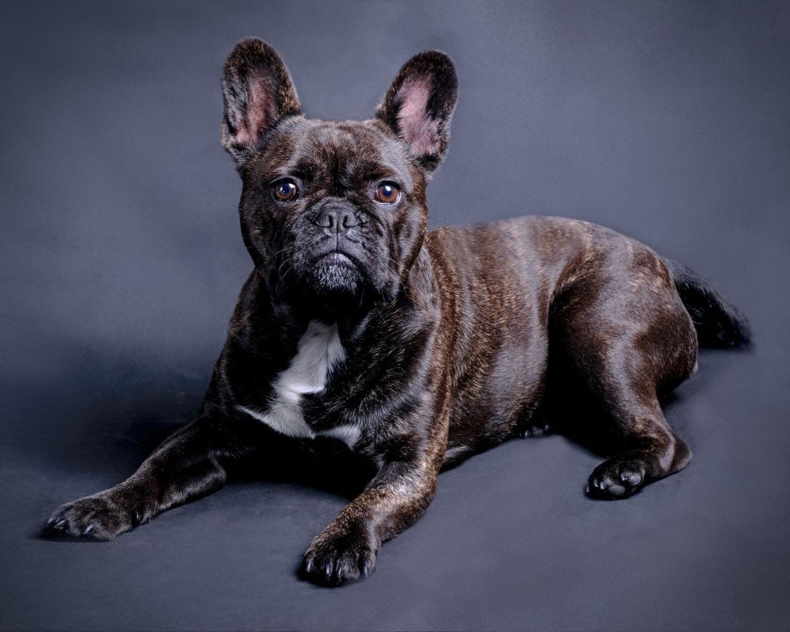 Wie sieht eine Französische Bulldogge aus? FranzoesischeBulldogge.de
