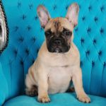 Wie teuer ist eine Französische Bulldogge im Monat?