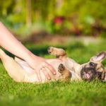 Wie viel kostet eine Französische Bulldogge?