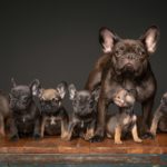 Wie viele Welpen pro Wurf hat eine Französische Bulldogge?