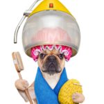 Haaren Französische Bulldoggen?