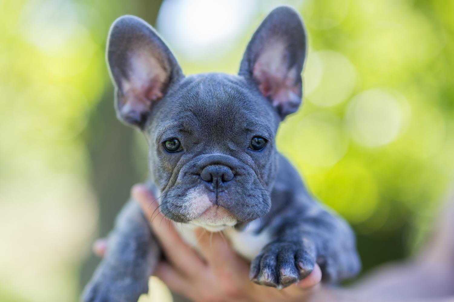 Warum ist die Französische Bulldogge in blau kein Zuchtziel