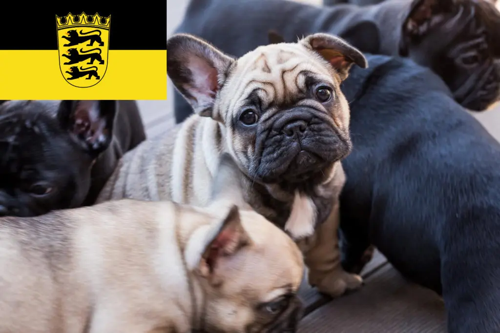 Französische Bulldogge Züchter mit Welpen Baden-Württemberg