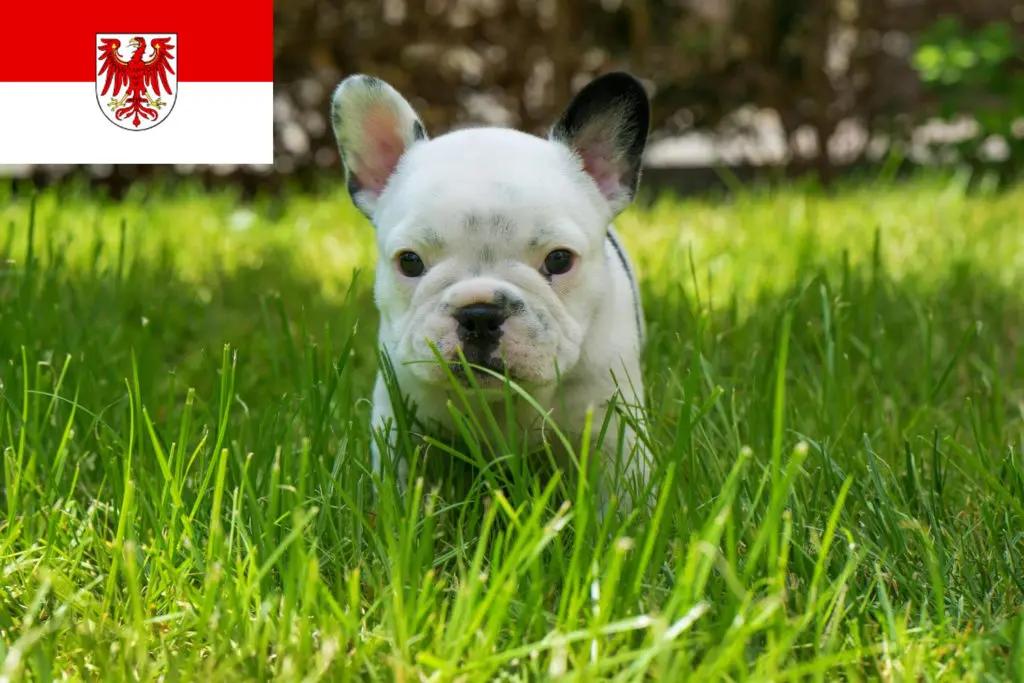 Französische Bulldogge Züchter mit Welpen Brandenburg