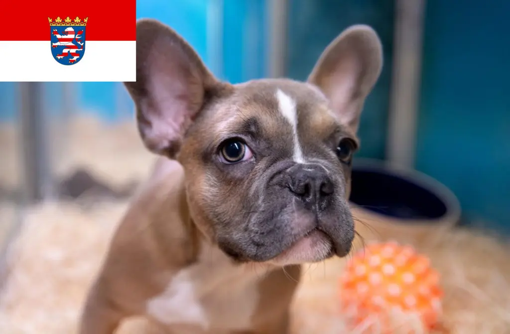 Französische Bulldogge Züchter mit Welpen Hessen