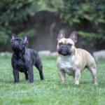 Wann kann man eine Französische Bulldogge decken lassen?