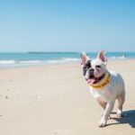Reisen und Urlaub mit Französische Bulldogge