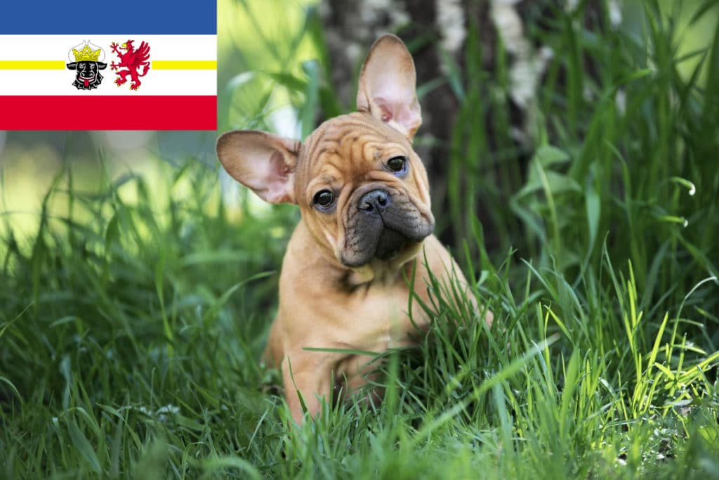 Französische Bulldogge Züchter mit Welpen Mecklenburg-Vorpommern