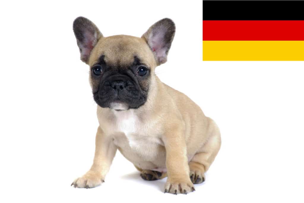 Französische Bulldogge Züchter mit Welpen Deutschland