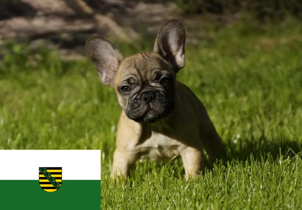Französische Bulldogge Züchter mit Welpen Sachsen